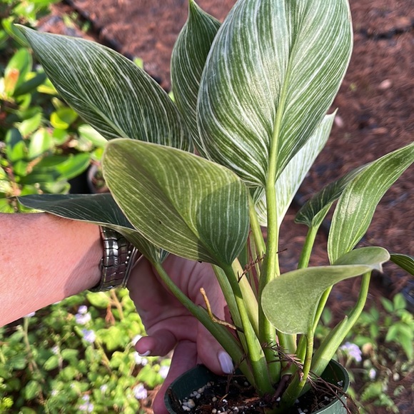 My last a little Birkin ✅🪴🌱 - Picture 3 of 3